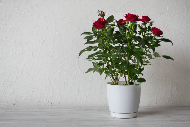 istock Red rose in a pot on wooden table with copy space 1132848936