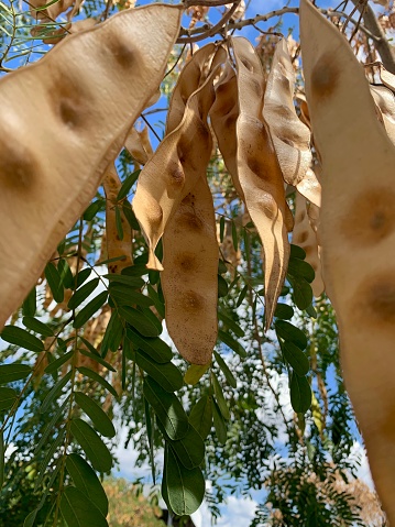 Giant Pod Rattle Tree Rattle Pod Tree Stock Photo - Download Image Now - Agriculture, Brown ...