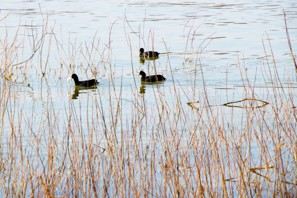 istock Black ducks floating on the water,  through river vegetation 1132851553