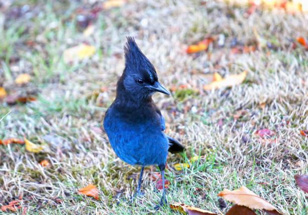 Steller's Jay Standing in a grass field, Vancouver Island, Canada