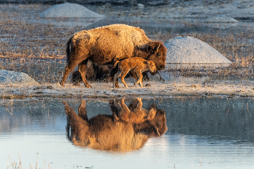 Beautiful reflection of bison mother cow and her calf as the move east in the spring.