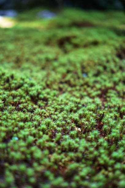 istock moss in the garden 1132854950