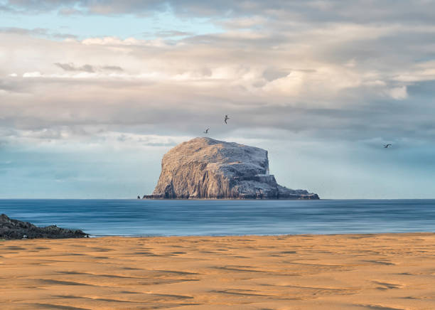 northern gannets colony. bass rock is in sun light and stormy clouds. north berwick. east lothian. scotland. uk. - bass imagens e fotografias de stock