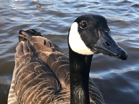 canada goose in the pond