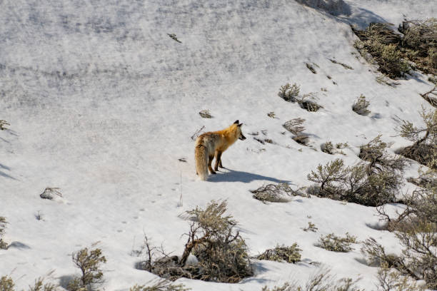 istock Red fox walking in Yelllwstone 1132858352