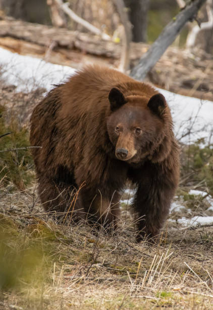 istock Cinnamon colored black bear mother in Yellowstone 1132858518