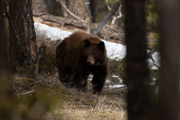 istock Cinnamon colored black bear mother in Yellowstone 1132858587