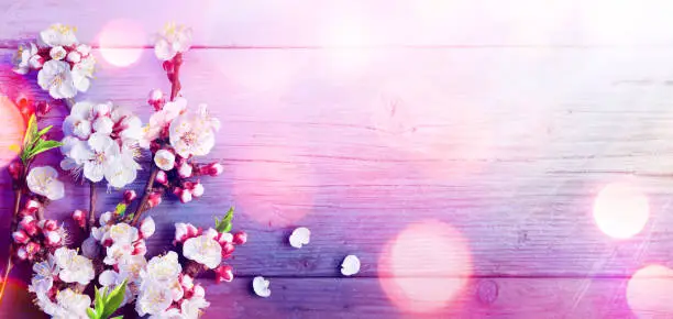 Spring - 2019 Trend Colors Palette - Pink Blossoms On Wood