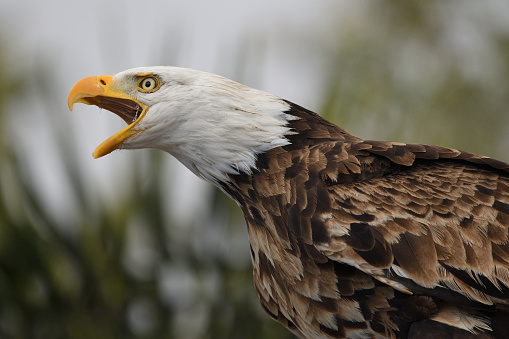 Close up portrait of a bald eagle (haliaeetus leucocephalus) squawking