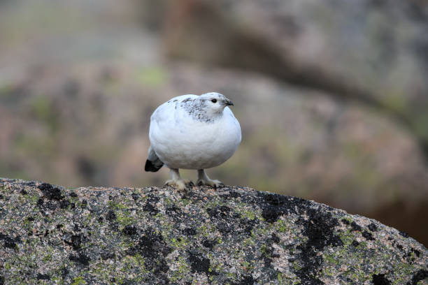 istock The rock ptarmigan 1132861061