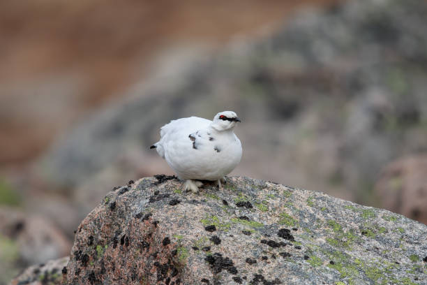 istock The rock ptarmigan 1132861076