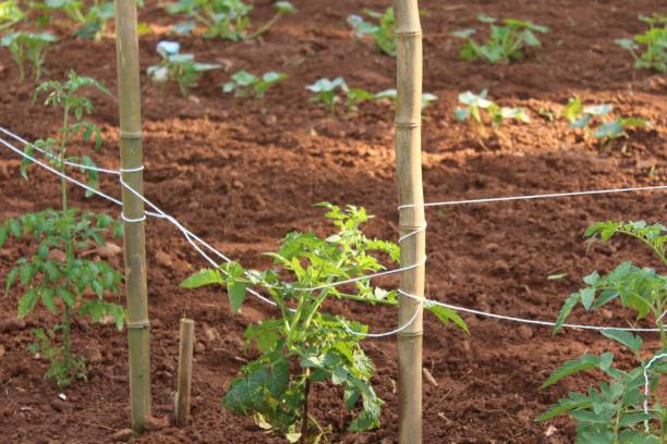 young tomato plant in a vegetable garden