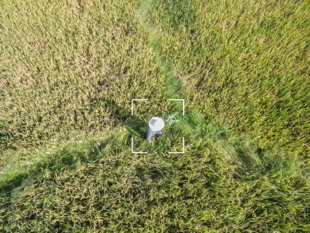 fazendeiro na almofada de arroz madura dourada capturada pela opinião da câmera do ar meados de - aerial view mid air farm field - fotografias e filmes do acervo