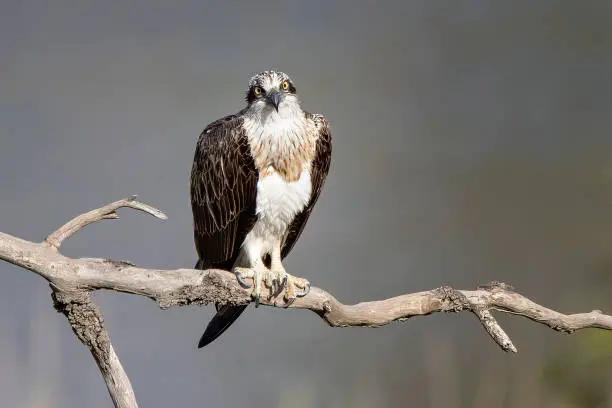 Photo of Eastern Osprey (Pandion haliaetus), Werribee River, Werribee, Victoria, Australia