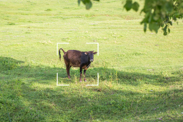 cattle feed on the grass field in east asia