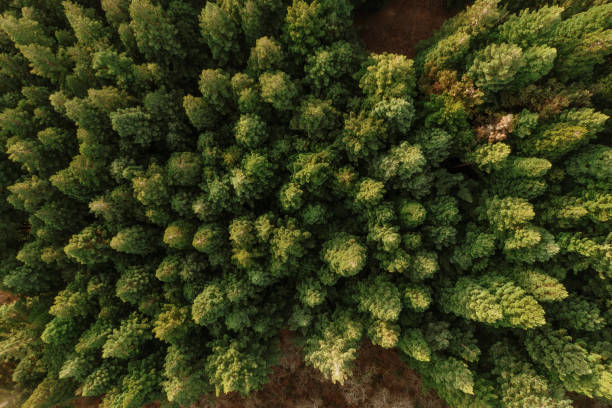 bosque de redwood como se ve desde arriba - secoya fotografías e imágenes de stock