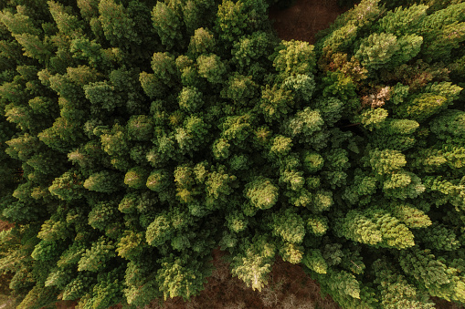 A redwood forest as seen from above
