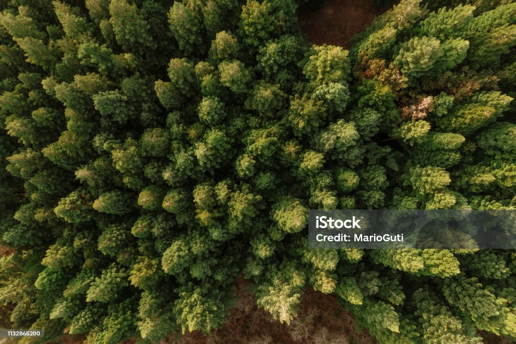 Redwood forest as seen from above A redwood forest as seen from above Redwood Forest Stock Photo