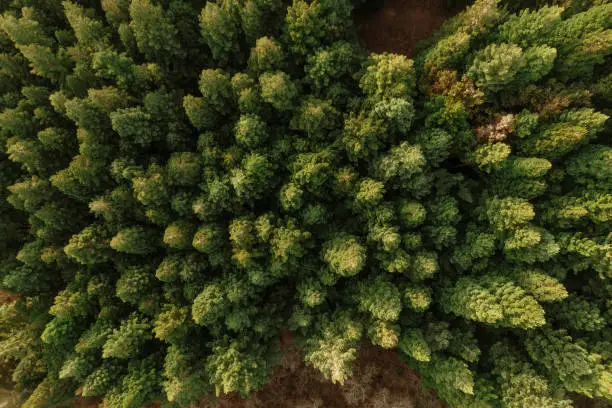 Photo of Redwood forest as seen from above
