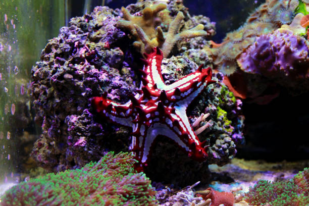 istock Red Knob Sea Star - (Protoreaster linckii) 1132867068