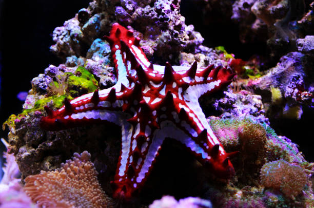 istock Red Knob Sea Star - (Protoreaster linckii) 1132867070