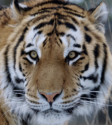 Close up portrait of a siberian tiger full frame