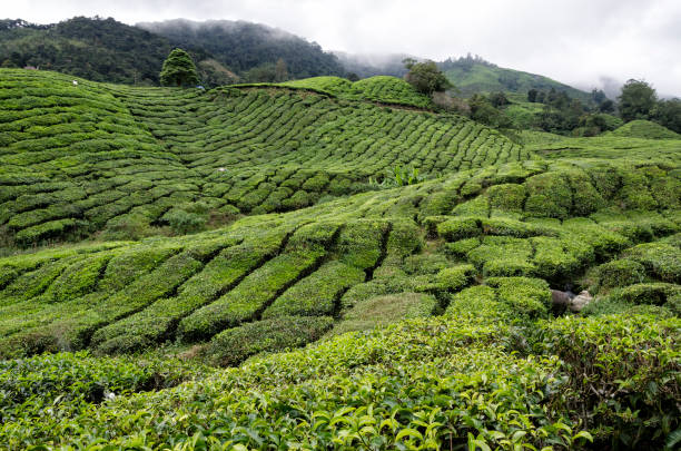 istock Tea Plantation, Cameron Highland, Malaysia 1132872456