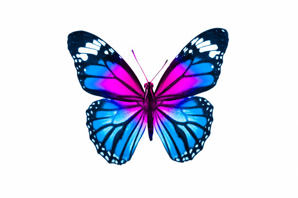 istock tropical blue butterfly. isolated on white background 1132874313