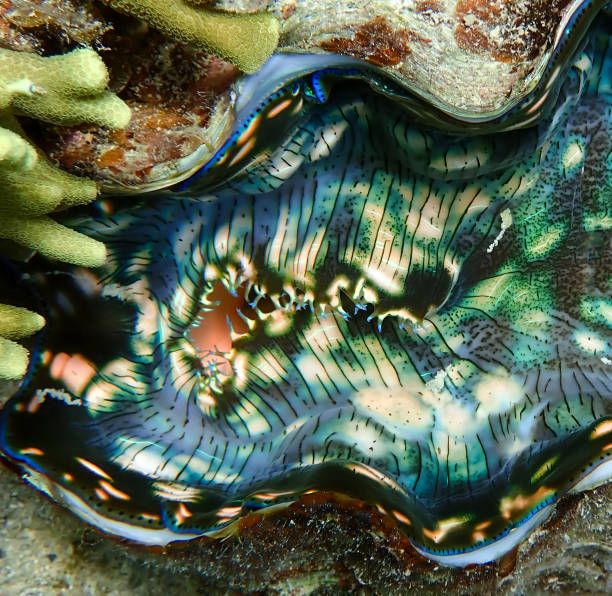 istock Close Up Vivid Colors in Giant Clam 1132874630