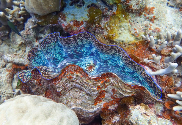 istock Vivid Blues inside Giant Clam on Coral Reef 1132874680