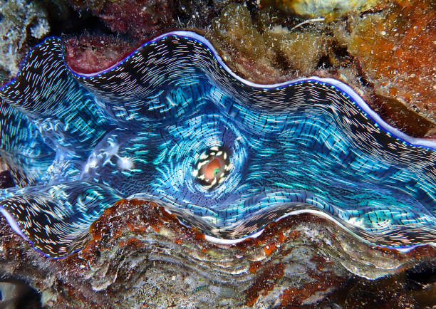 istock Close Details and Vibrant Blue Colors inside Giant Clam 1132874683