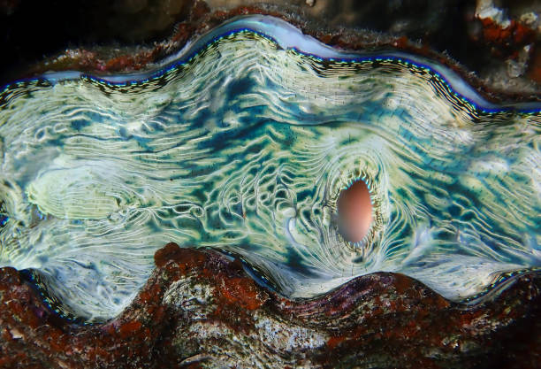 istock Neon Ice Green Colors and Details inside Giant Clam 1132874685