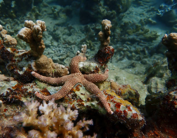 istock Starfish Resting on Varied Corals Underwater 1132874713