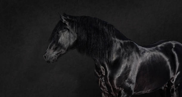 Black Pura Spanish stallion on dark background.