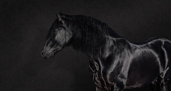 Portrait of black Pura Spanish stallion on dark background.