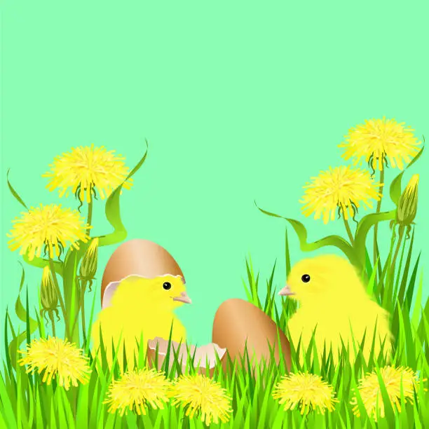 Vector illustration of Two baby chickens with egg shells and yellow dandelion flowers, vector illustration for Easter and birthday greeting cards.