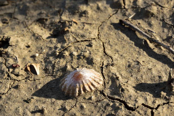istock Dead sea shell on dry land at sunlight 1132877465