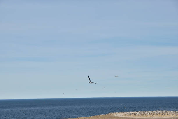 istock view of seagull flying in freedom with blue sky background 1132877565