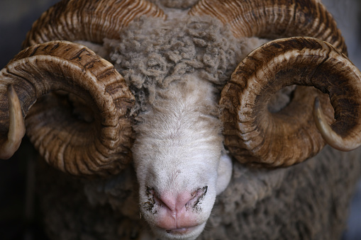 Respectful, spiral horns of a merino ram, New Zealand. Merino is the most important breeds of sheep prized for wool, originated in Spain, transplanted to New Zealand and Australia.
