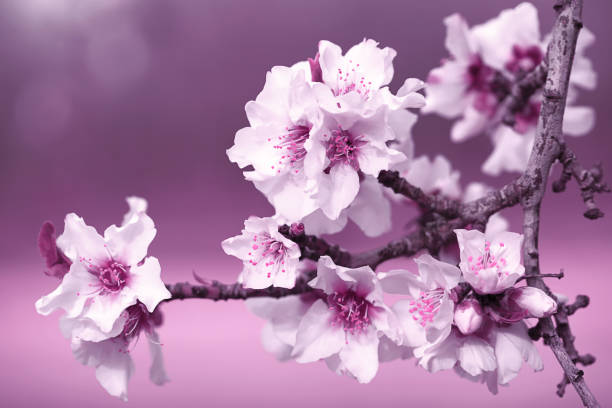 almendro flores rosa púrpura ultra violeta flor rama primavera fondo macro fotografía - first day of spring fotografías e imágenes de stock