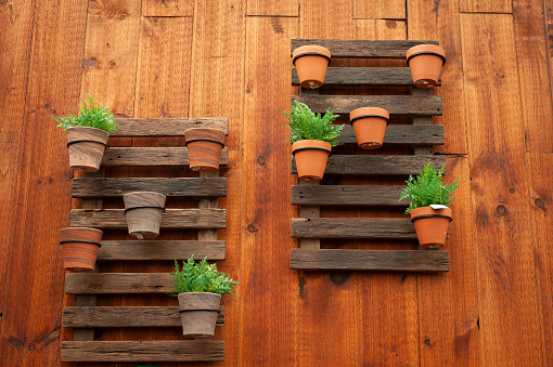Terracotta pots held onto weathered pallet wood as a plant wall decoration
