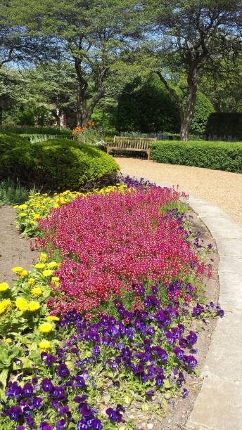 istock pink purple yellow flowers 1132880789