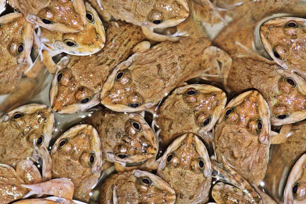 istock Flock of frogs. 1132881805