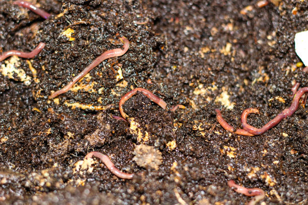 worms in compost stock photo