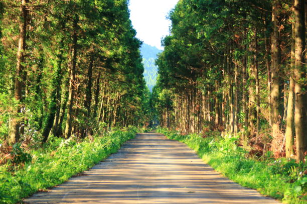 Jeju rural landscape, Road, Cedar Road, It is a beautiful roadscape in rural Jeju. 배경색 stock pictures, royalty-free photos & images