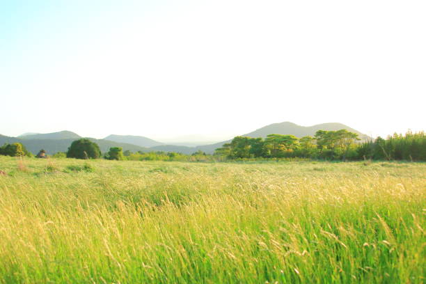 Jeju rural landscape, bird candle, field, pasture, It is a beautiful scenery of rural Jeju. 배경색 stock pictures, royalty-free photos & images