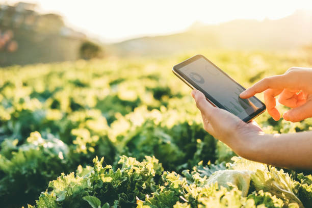 agriculteur contrôlant le pavé tactile en nappa chou fram en été - touchpad using technology people photos et images de collection