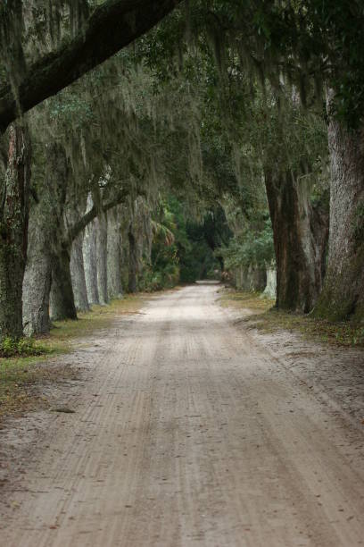 istock Cumberland Island Road 1132884863