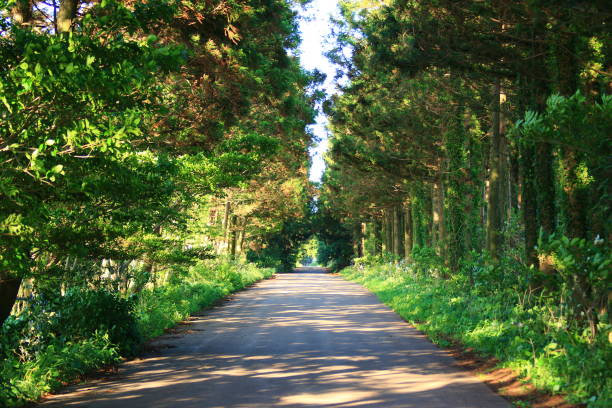 istock Jeju rural landscape, Road, Cedar Road, 1132884949
