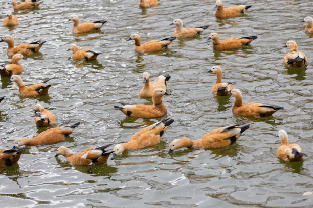 istock Ruddy Shelduck in Lhasa, Tibet 1132884970